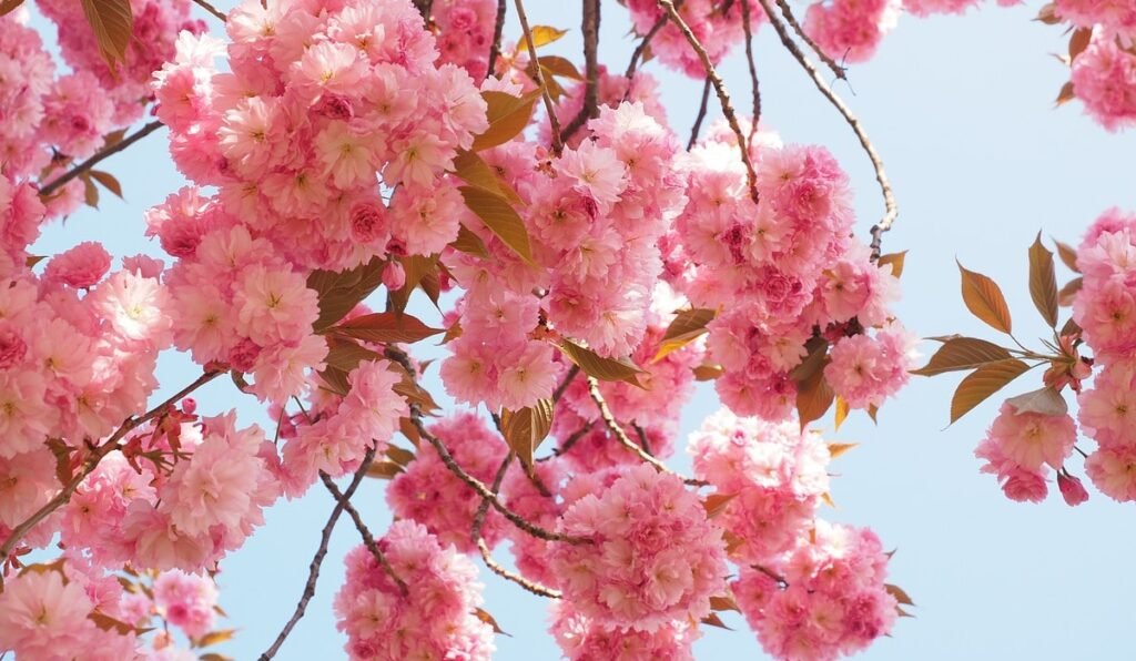 cherry blossom of japan