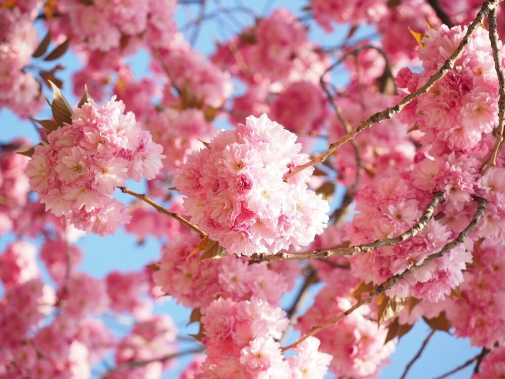 japan cherry blossom travel tour guide