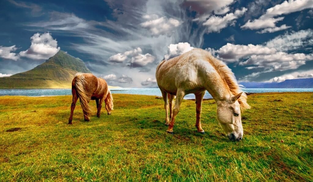 naturel green place iceland